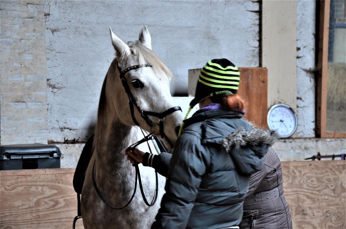 Arabisk fuldblod (OX) Andar el Karmdal  billede 8