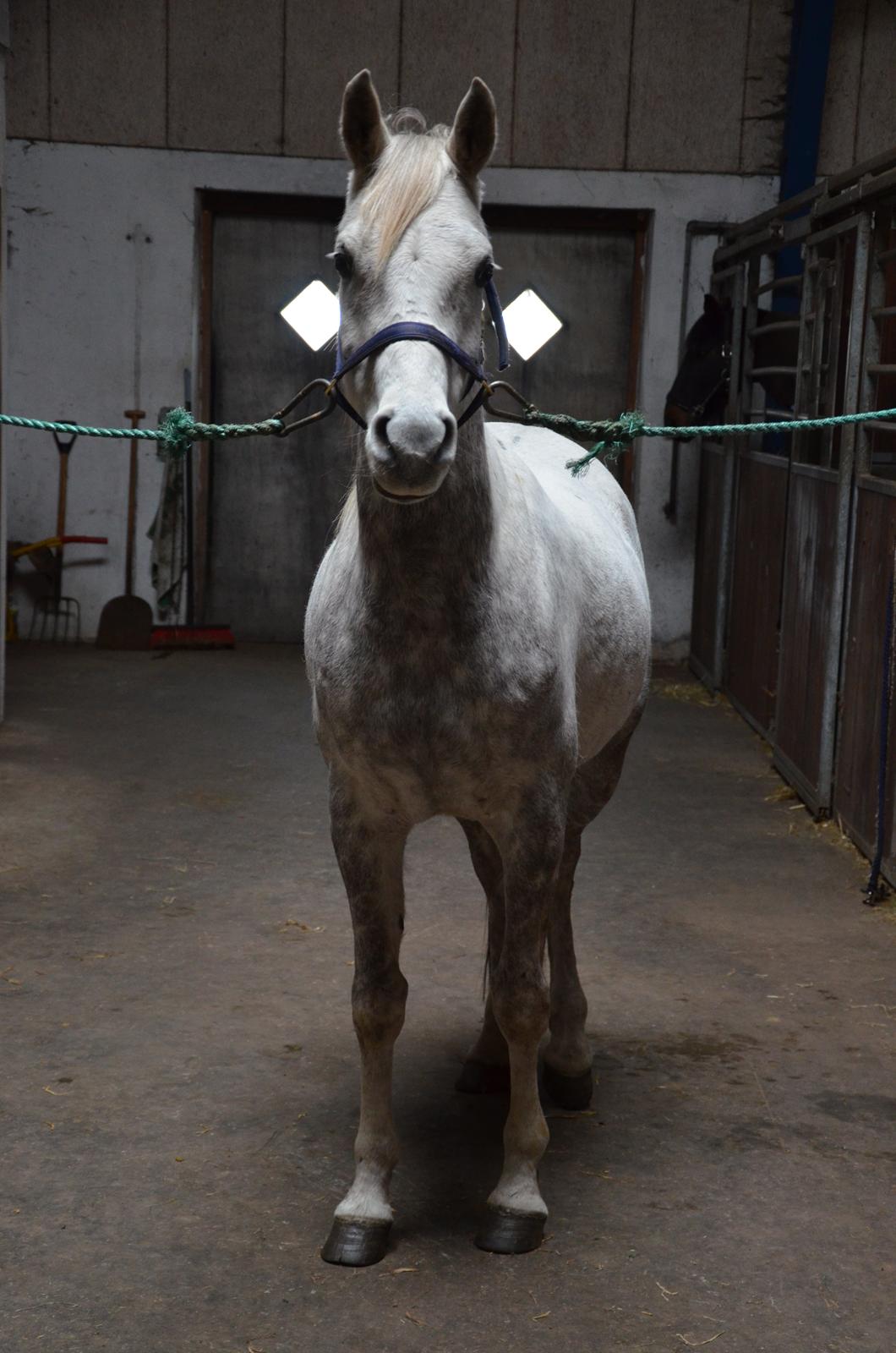 Arabisk fuldblod (OX) Andar el Karmdal  billede 10