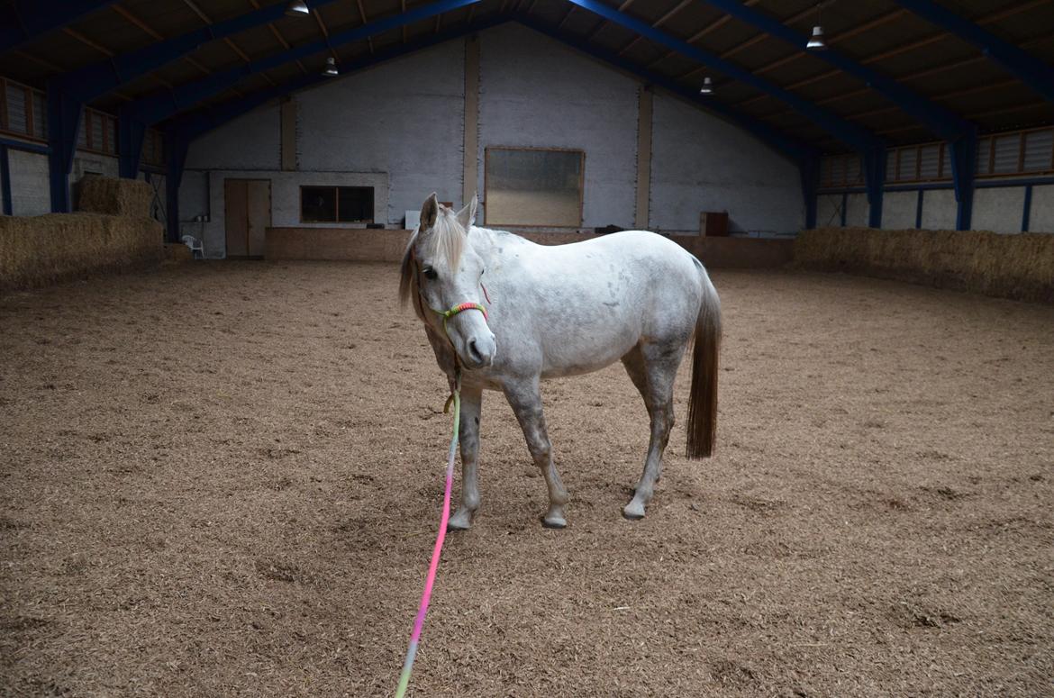 Arabisk fuldblod (OX) Andar el Karmdal  billede 2