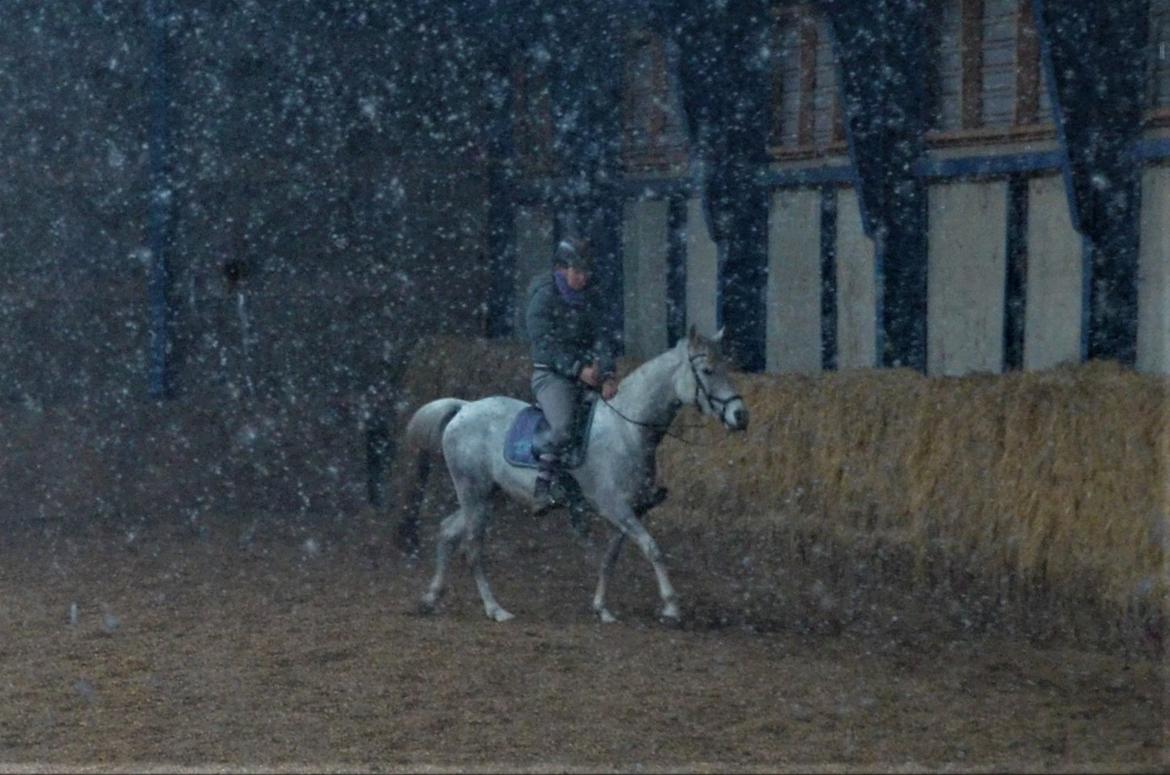 Arabisk fuldblod (OX) Andar el Karmdal  - Spejlbillede :P billede 13