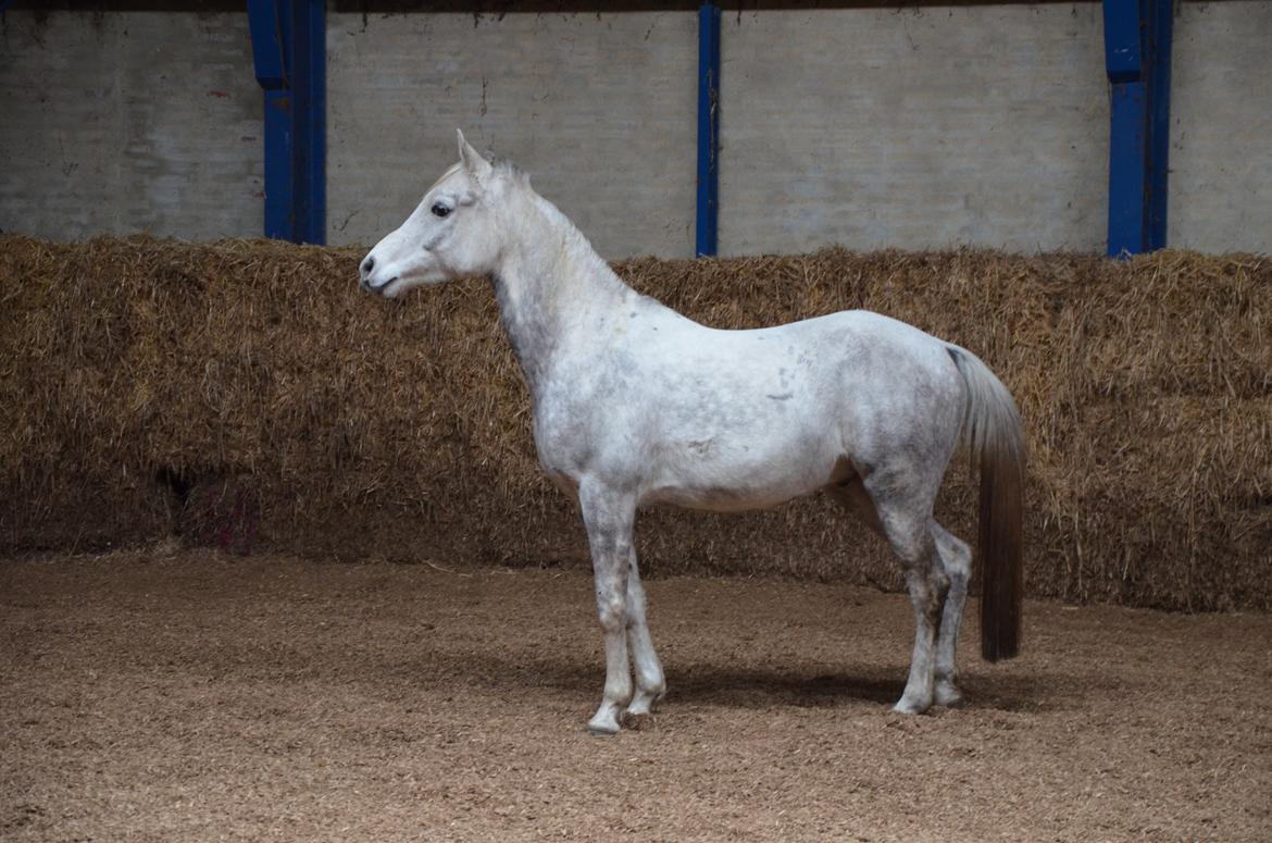 Arabisk fuldblod (OX) Andar el Karmdal  billede 7