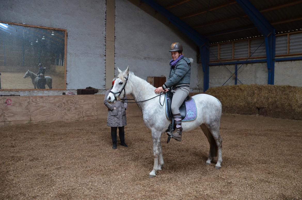 Arabisk fuldblod (OX) Andar el Karmdal  billede 9