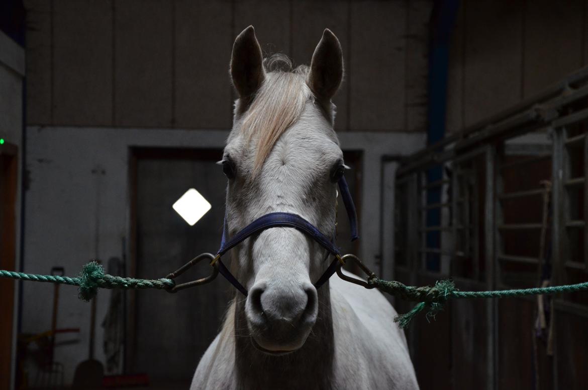 Arabisk fuldblod (OX) Andar el Karmdal  billede 3