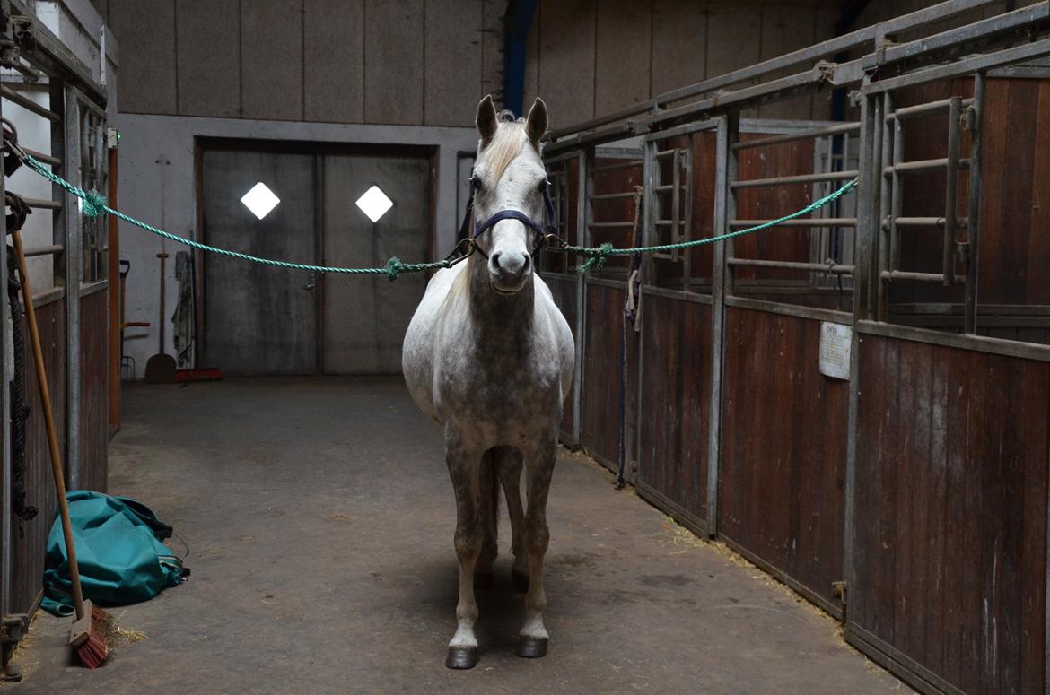 Arabisk fuldblod (OX) Andar el Karmdal  billede 14