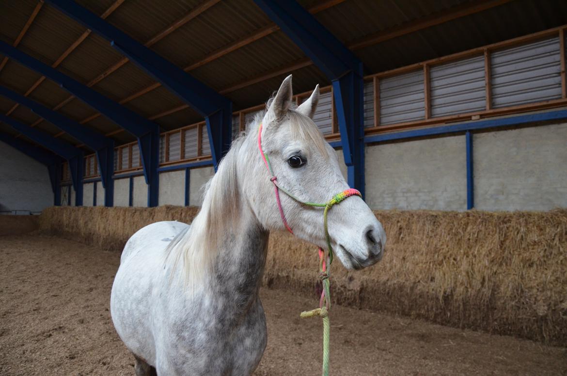 Arabisk fuldblod (OX) Andar el Karmdal  billede 11