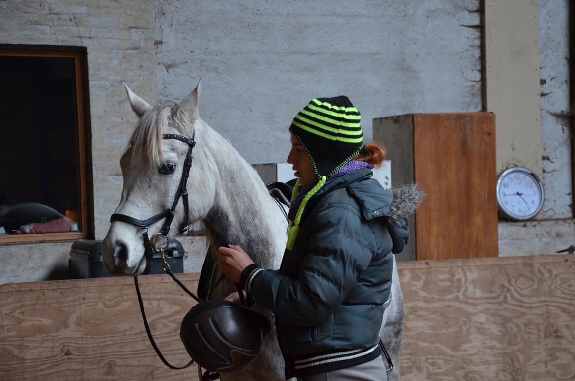 Arabisk fuldblod (OX) Andar el Karmdal  billede 6