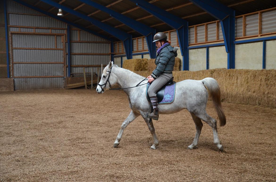 Arabisk fuldblod (OX) Andar el Karmdal  billede 15
