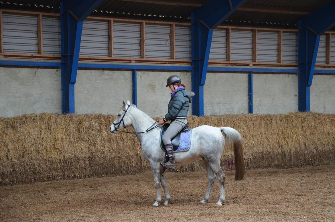 Arabisk fuldblod (OX) Andar el Karmdal  - Oppe på ham første gang :) billede 5