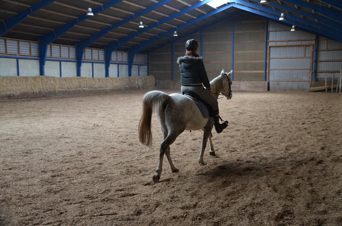Arabisk fuldblod (OX) Andar el Karmdal  - Når enden er god, så er alting godt ;) billede 18