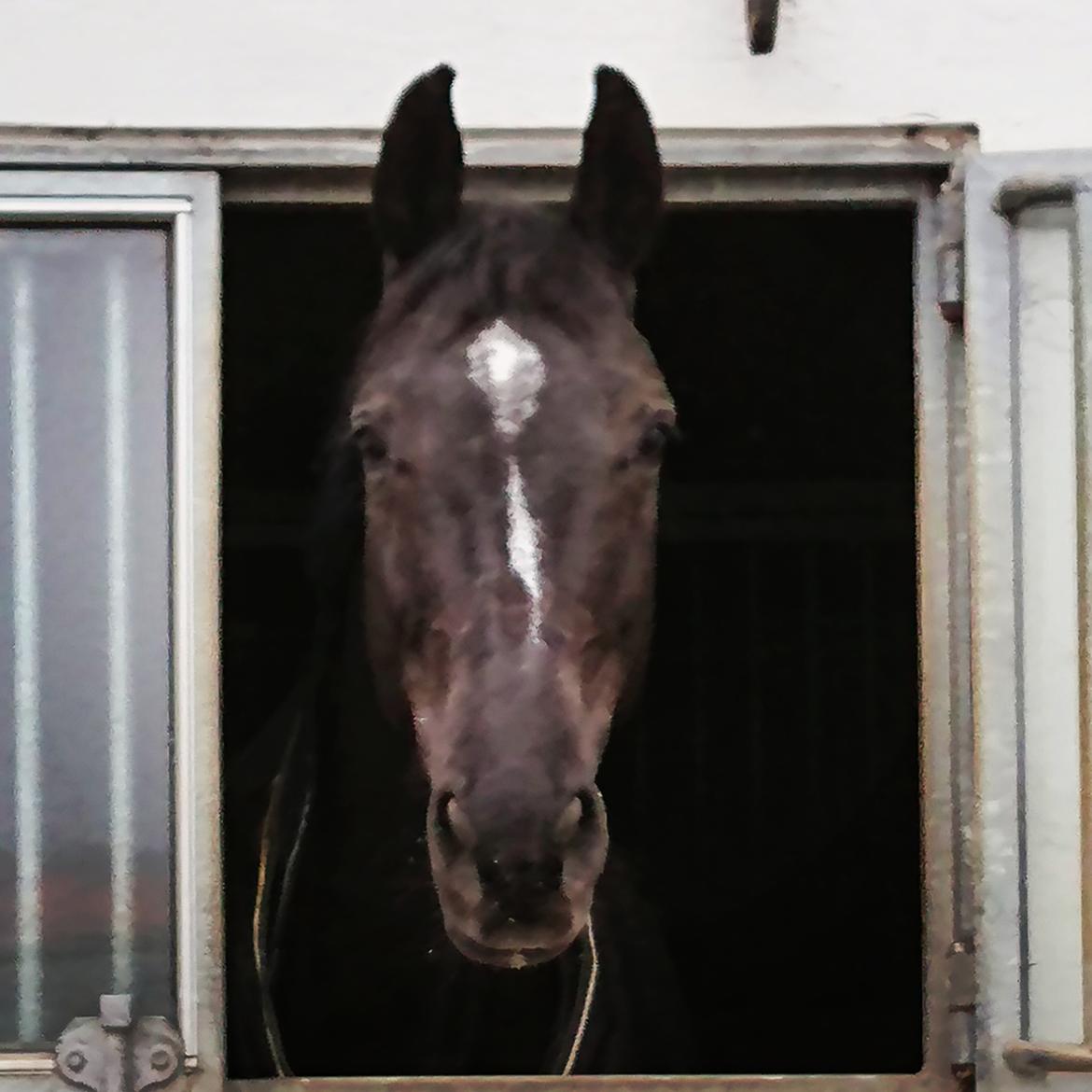 Tysk Varmblod Madita billede 9