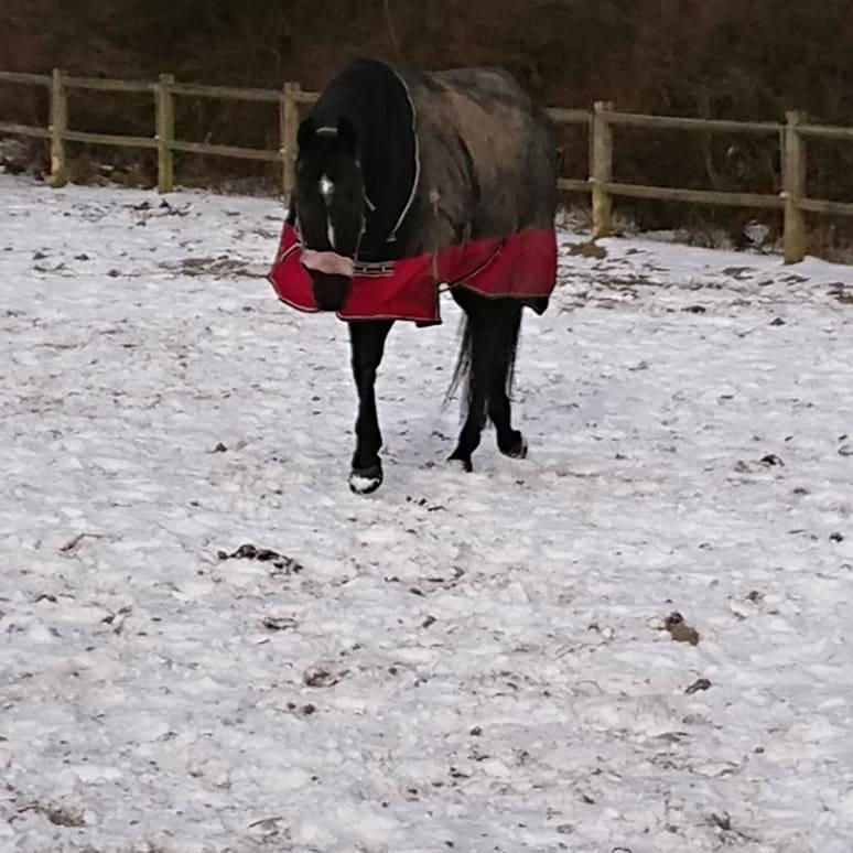 Tysk Varmblod Madita billede 19