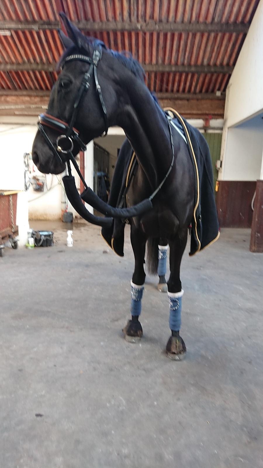 Tysk Varmblod Madita billede 12