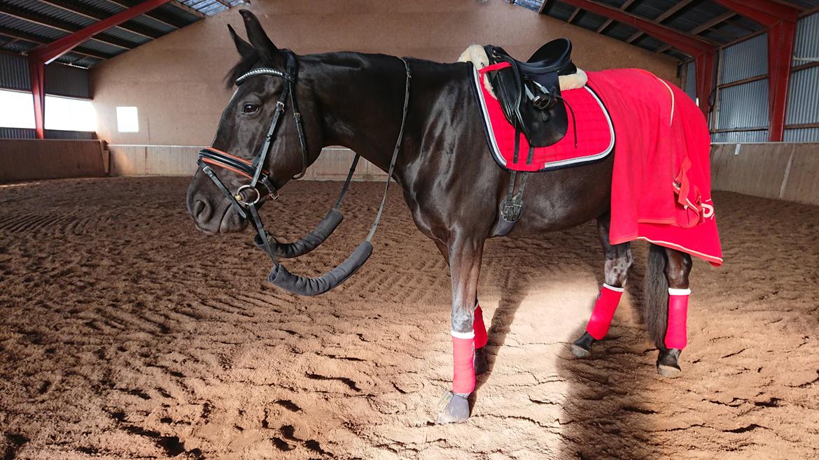 Tysk Varmblod Madita billede 13