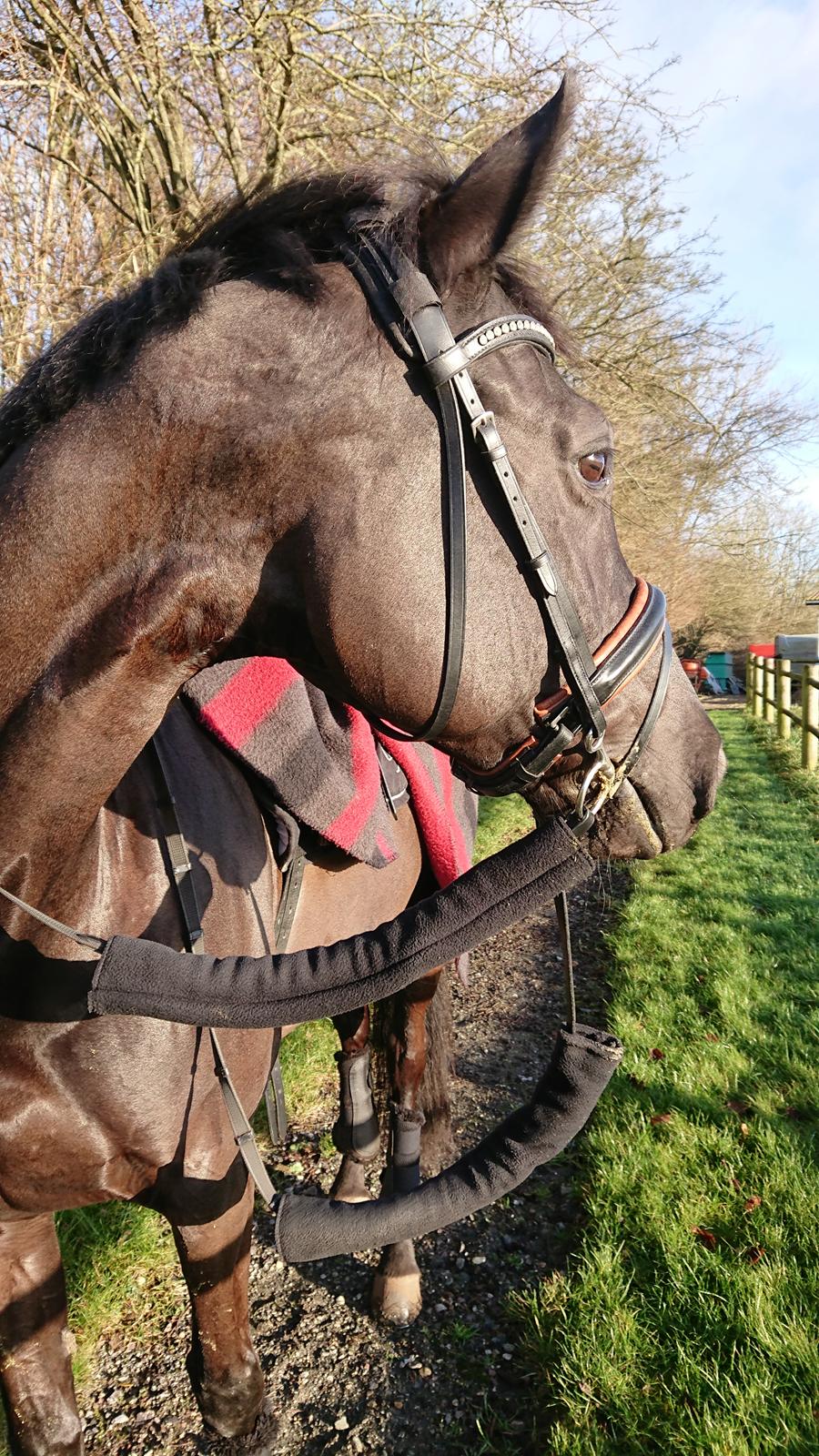 Tysk Varmblod Madita billede 14