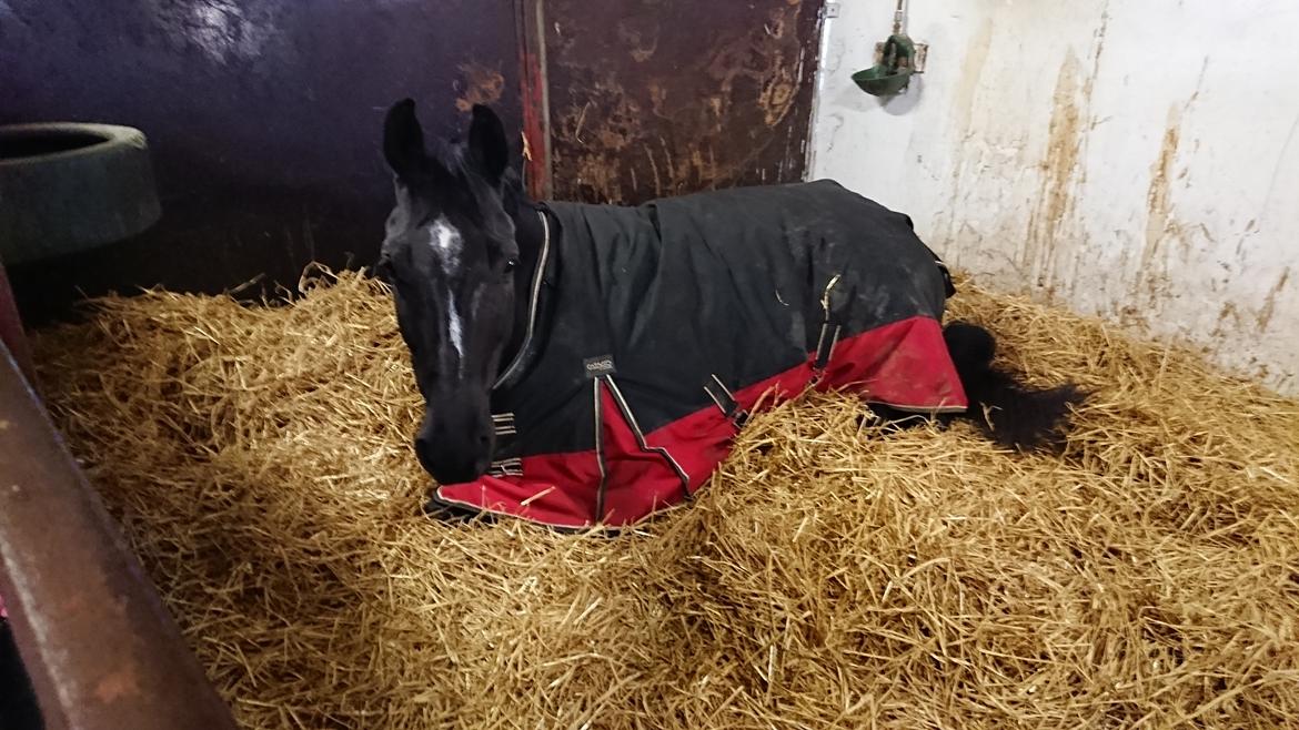 Tysk Varmblod Madita billede 17