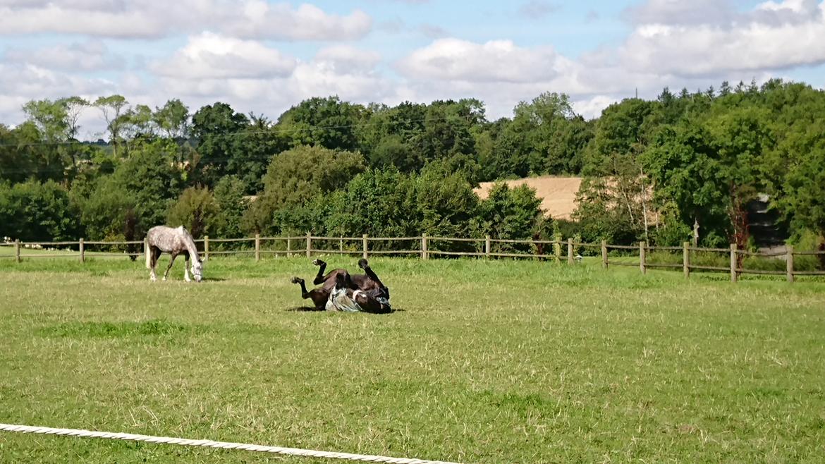 Tysk Varmblod Madita billede 18