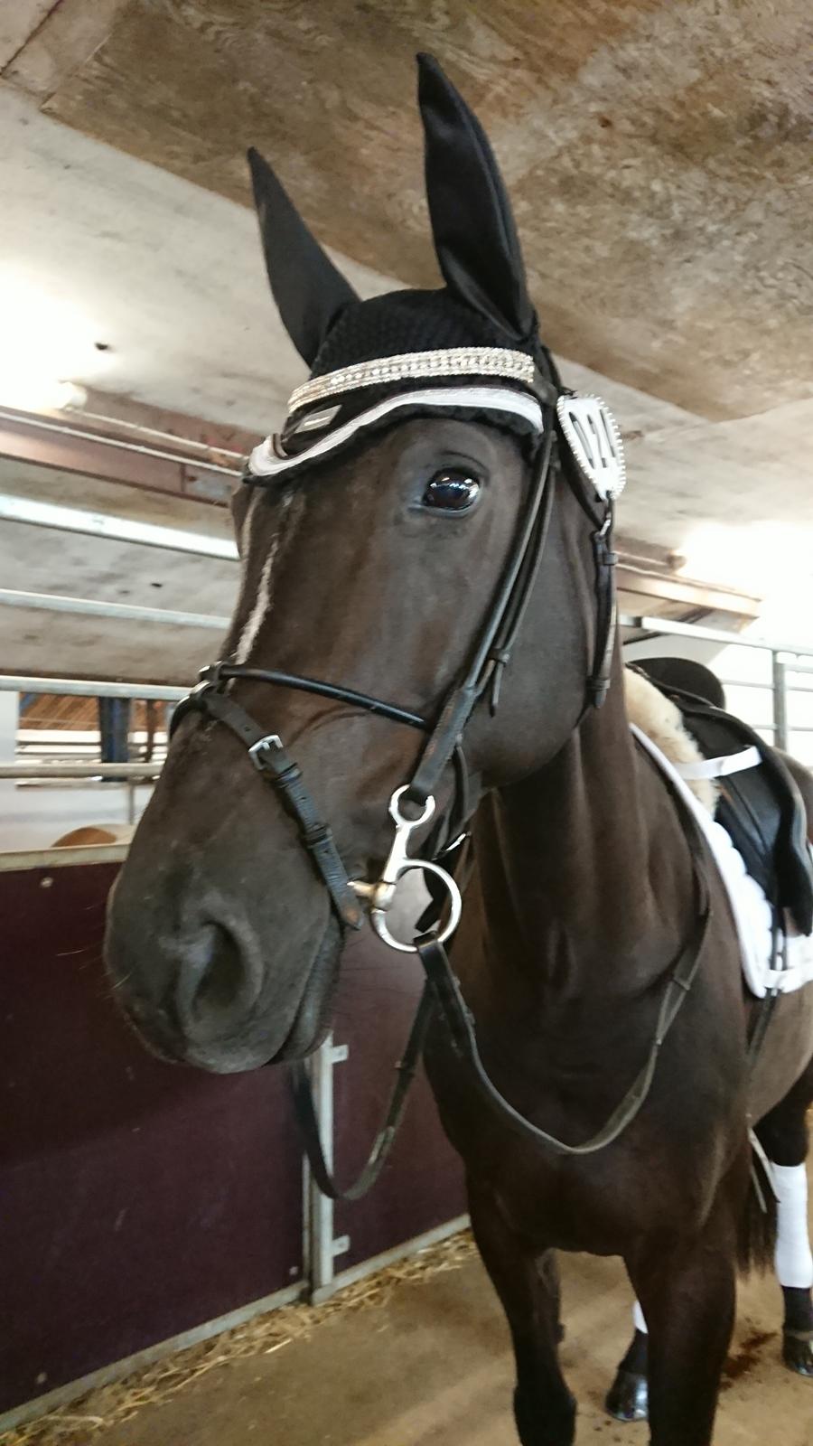 Tysk Varmblod Madita billede 16