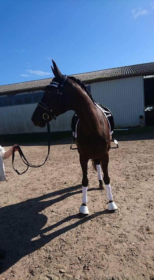 Tysk Varmblod Madita billede 15