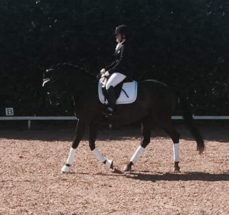 Tysk Varmblod Madita billede 5