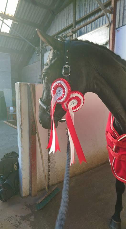 Tysk Varmblod Madita billede 11