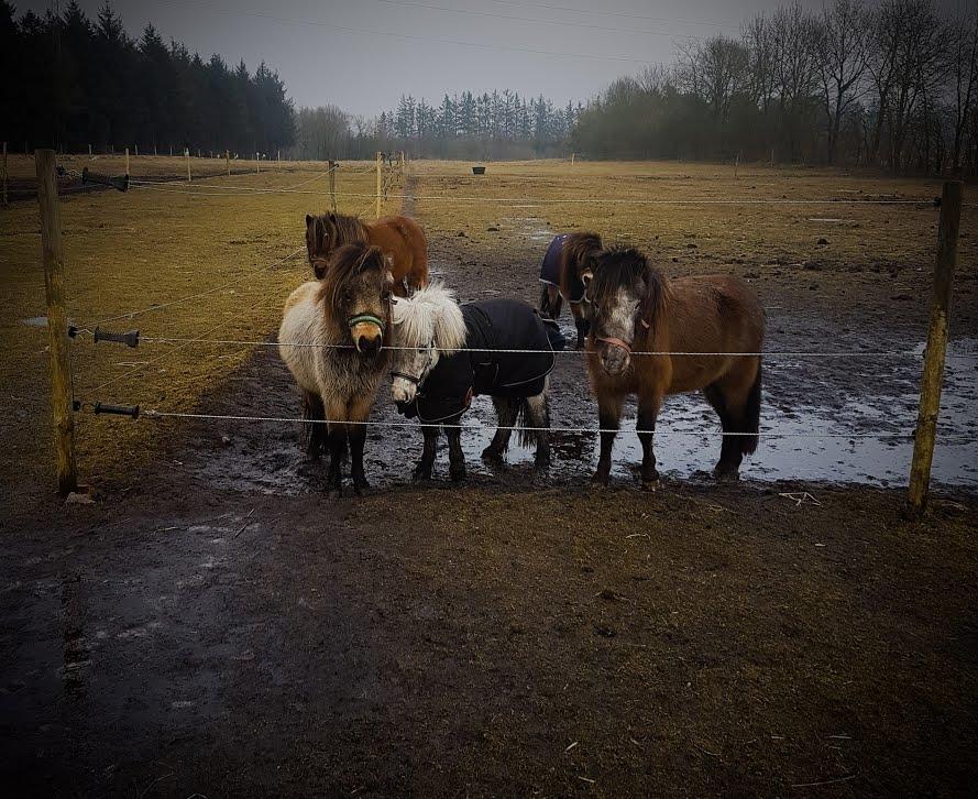 Miniature Máni billede 14