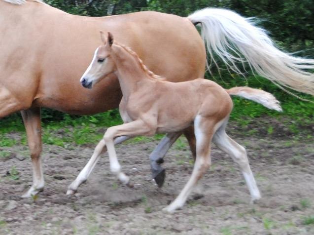 Palomino Silverline Dublét billede 11