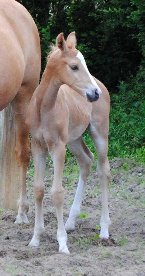 Palomino Silverline Dublét billede 12