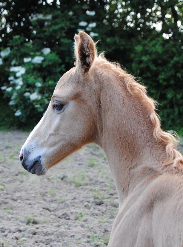 Palomino Silverline Dublét billede 1