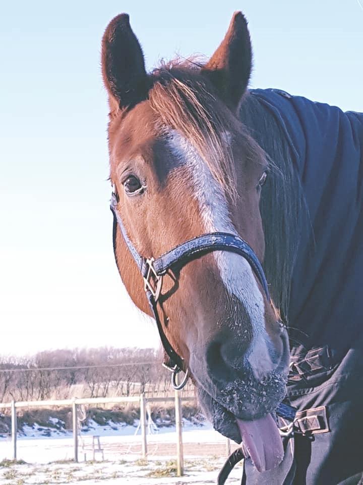 DSP Day-lights charmeur - fold hygge billede 4