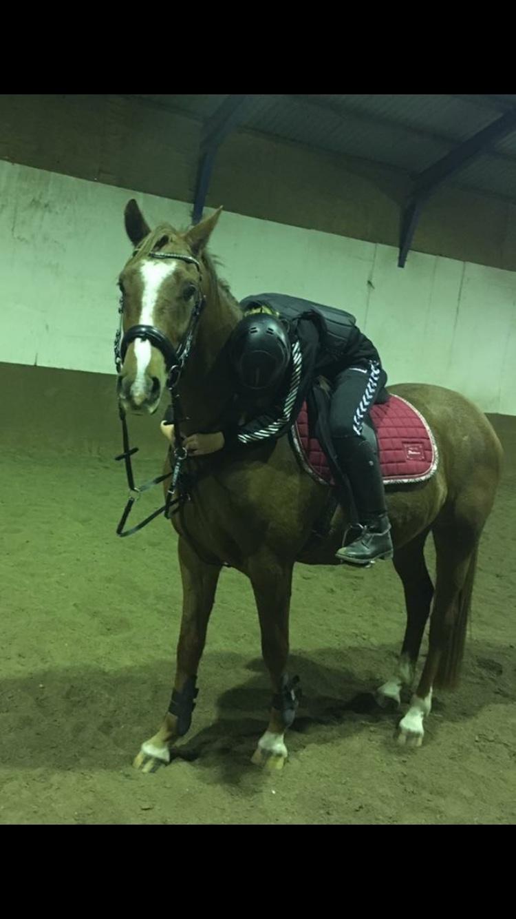 DSP Day-lights charmeur - første gang nogle var oppe på ham, tilridnings process billede 7