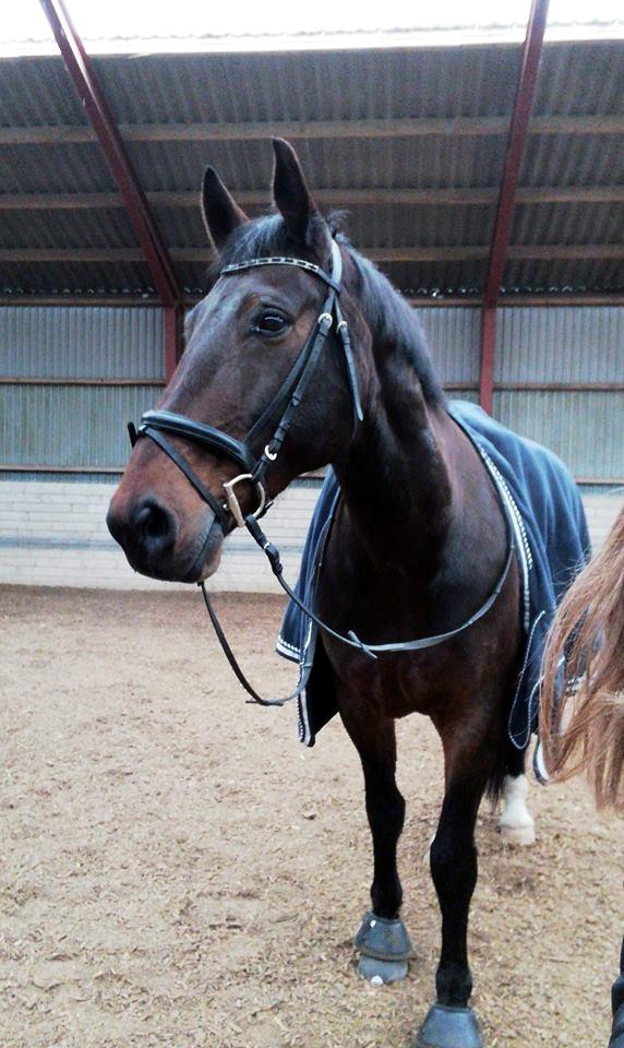 Oldenborg Dixie af Vidkær billede 7