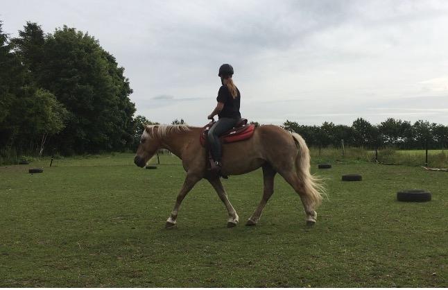 Haflinger Nam Nam billede 25