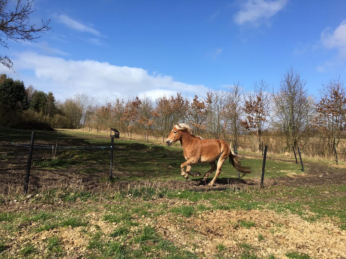 Haflinger Nam Nam billede 27