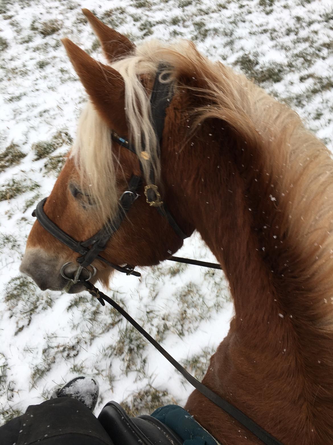 Haflinger Nam Nam billede 26