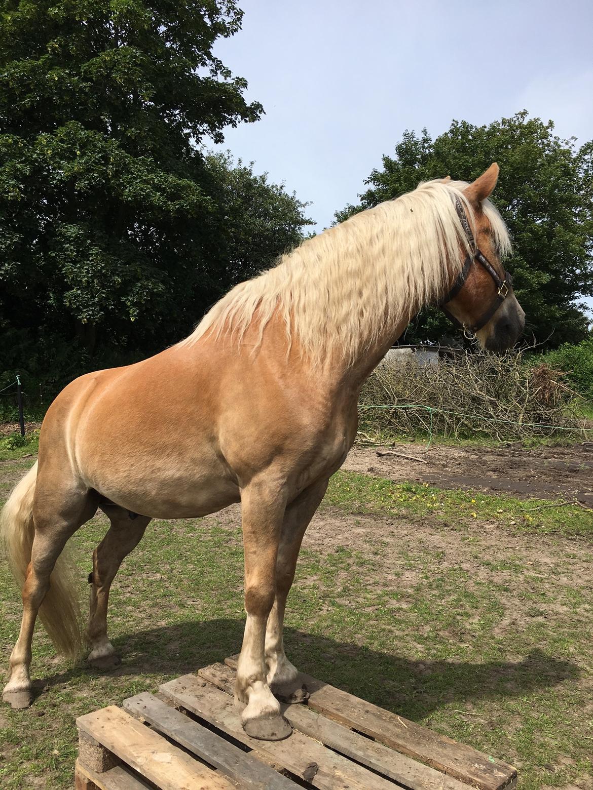 Haflinger Nam Nam billede 29