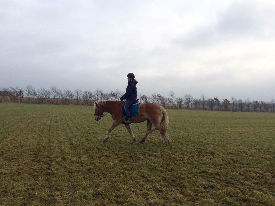 Haflinger Nam Nam billede 30