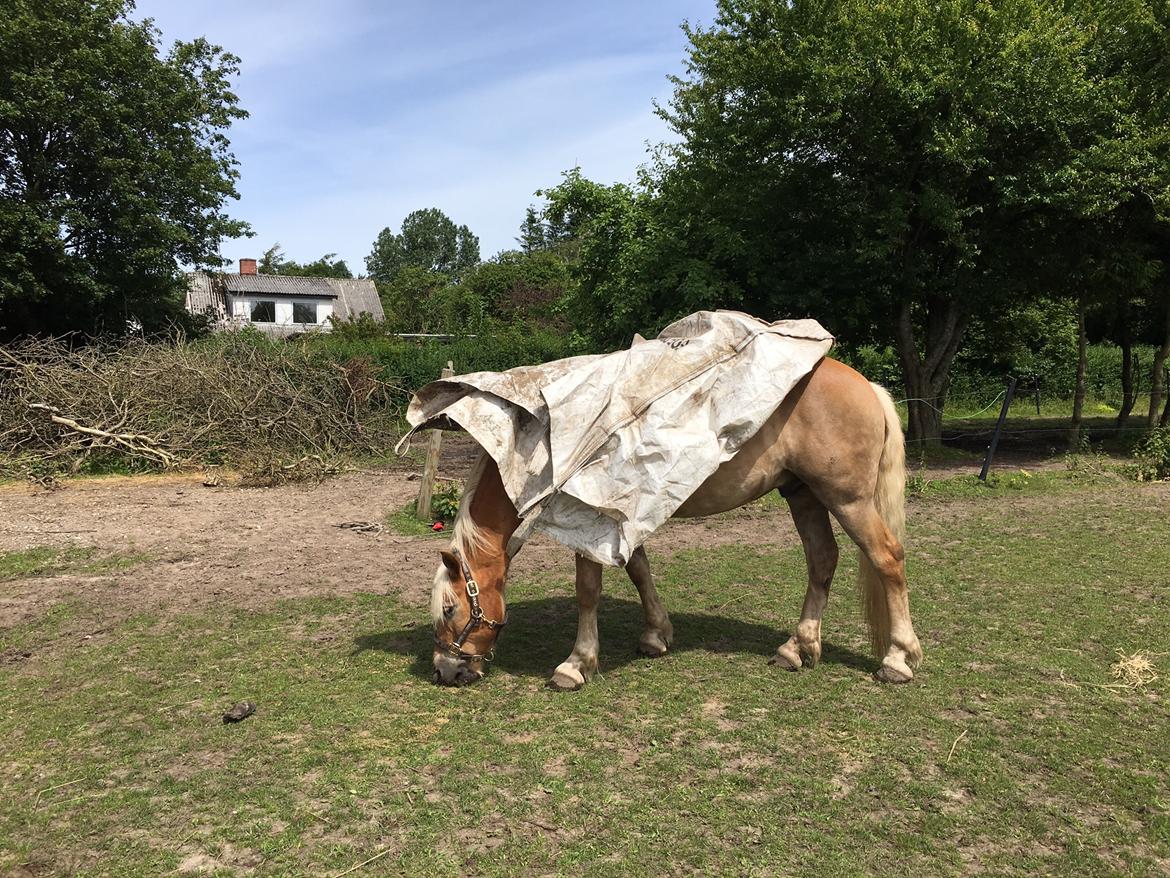 Haflinger Nam Nam billede 28