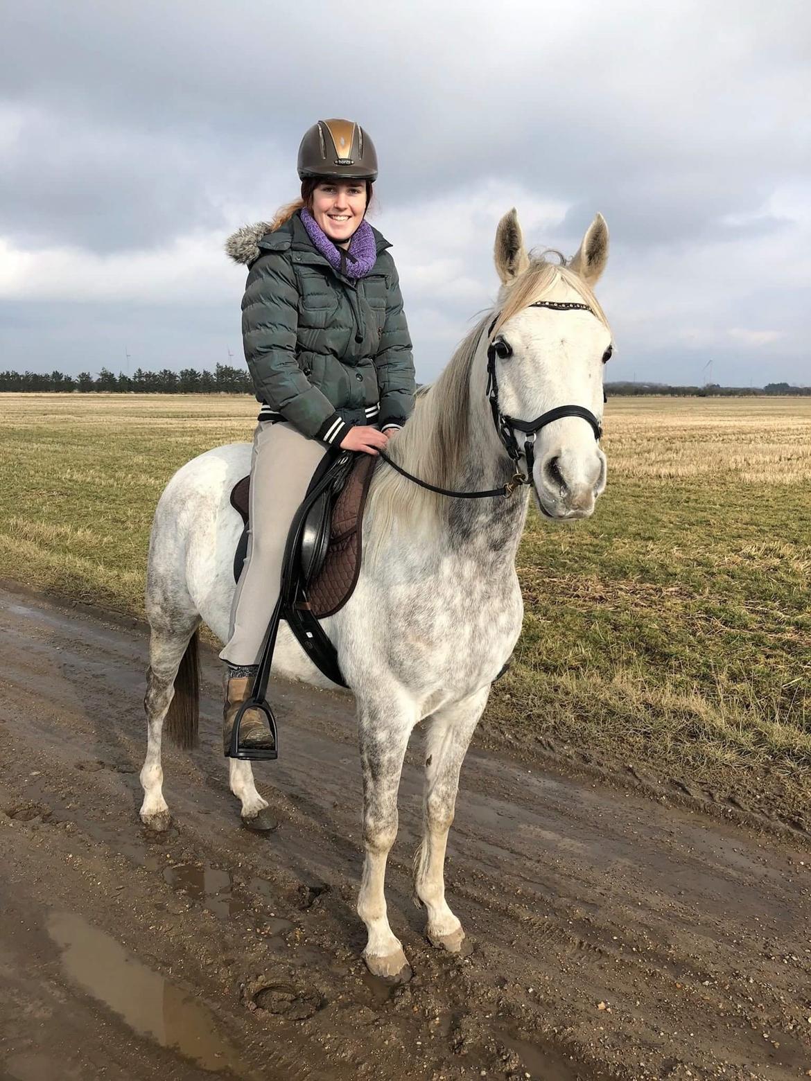 Arabisk fuldblod (OX) Andar el Karmdal  billede 16