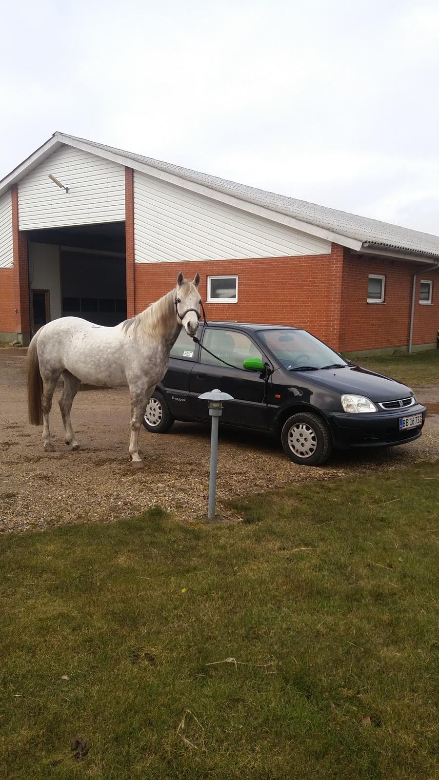 Arabisk fuldblod (OX) Andar el Karmdal  billede 17