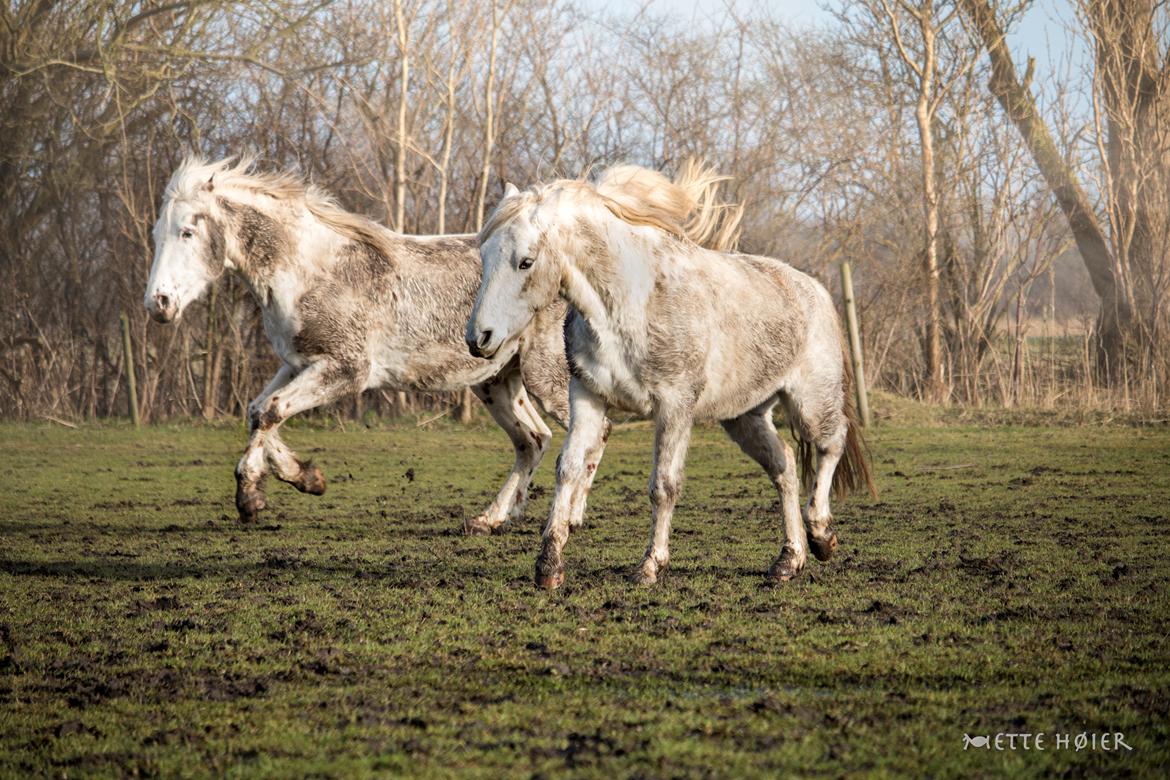 Connemara Dambækgårds Rubbin billede 14