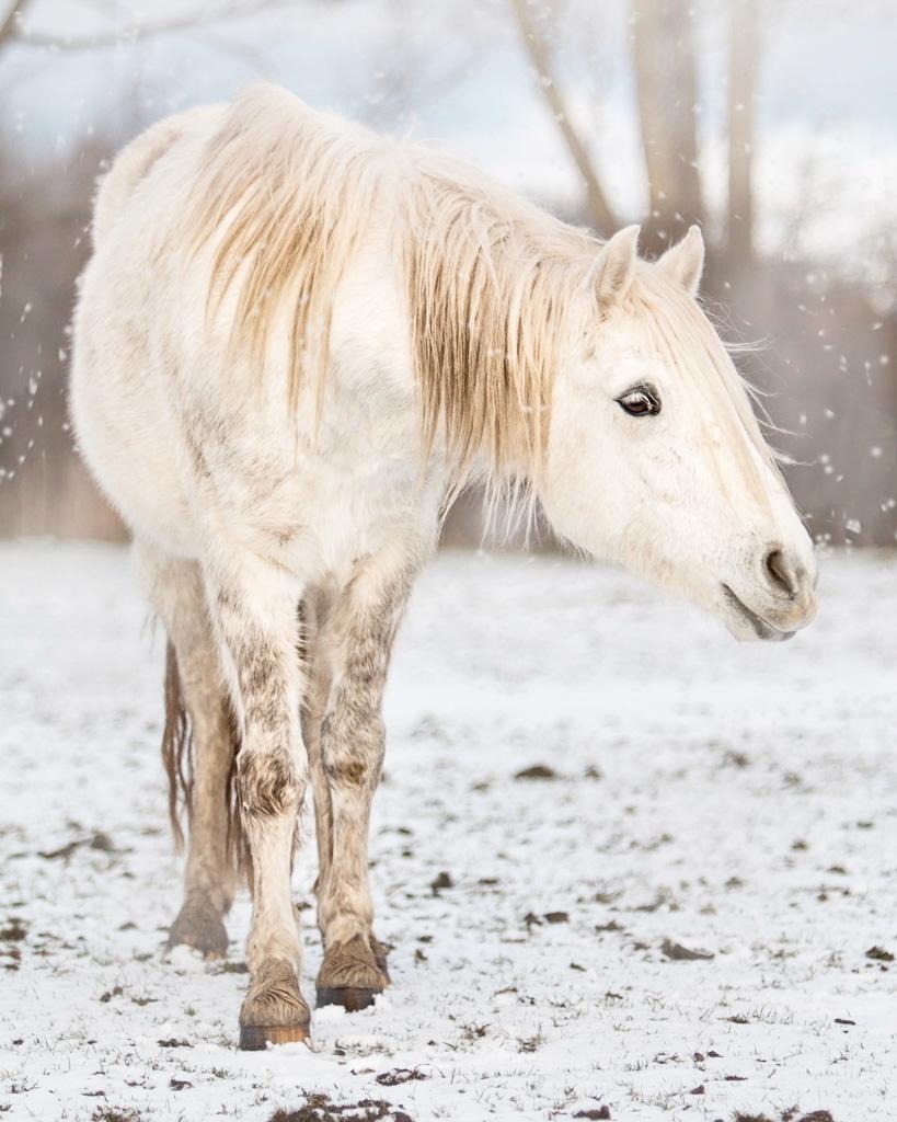 Connemara Dambækgårds Rubbin billede 10