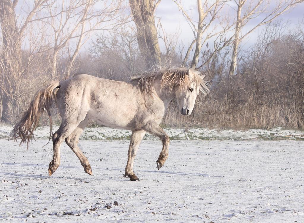 Connemara Dambækgårds Rubbin billede 15