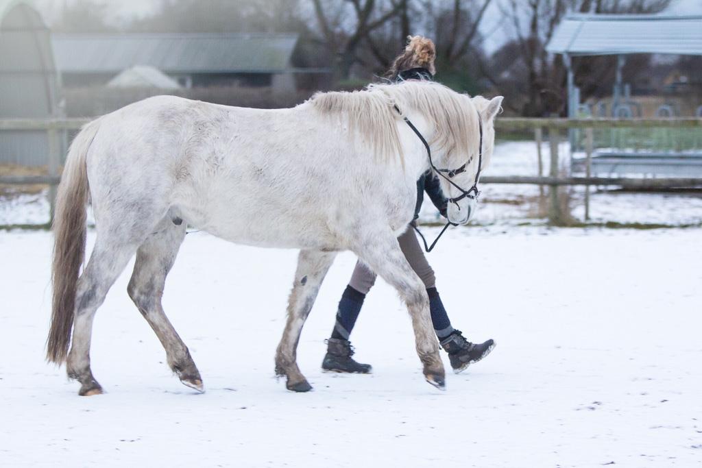 Connemara Dambækgårds Rubbin billede 8