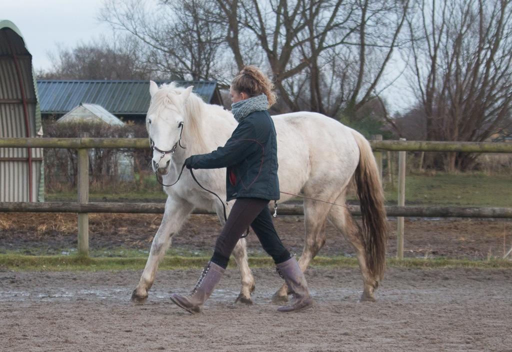 Connemara Dambækgårds Rubbin billede 9