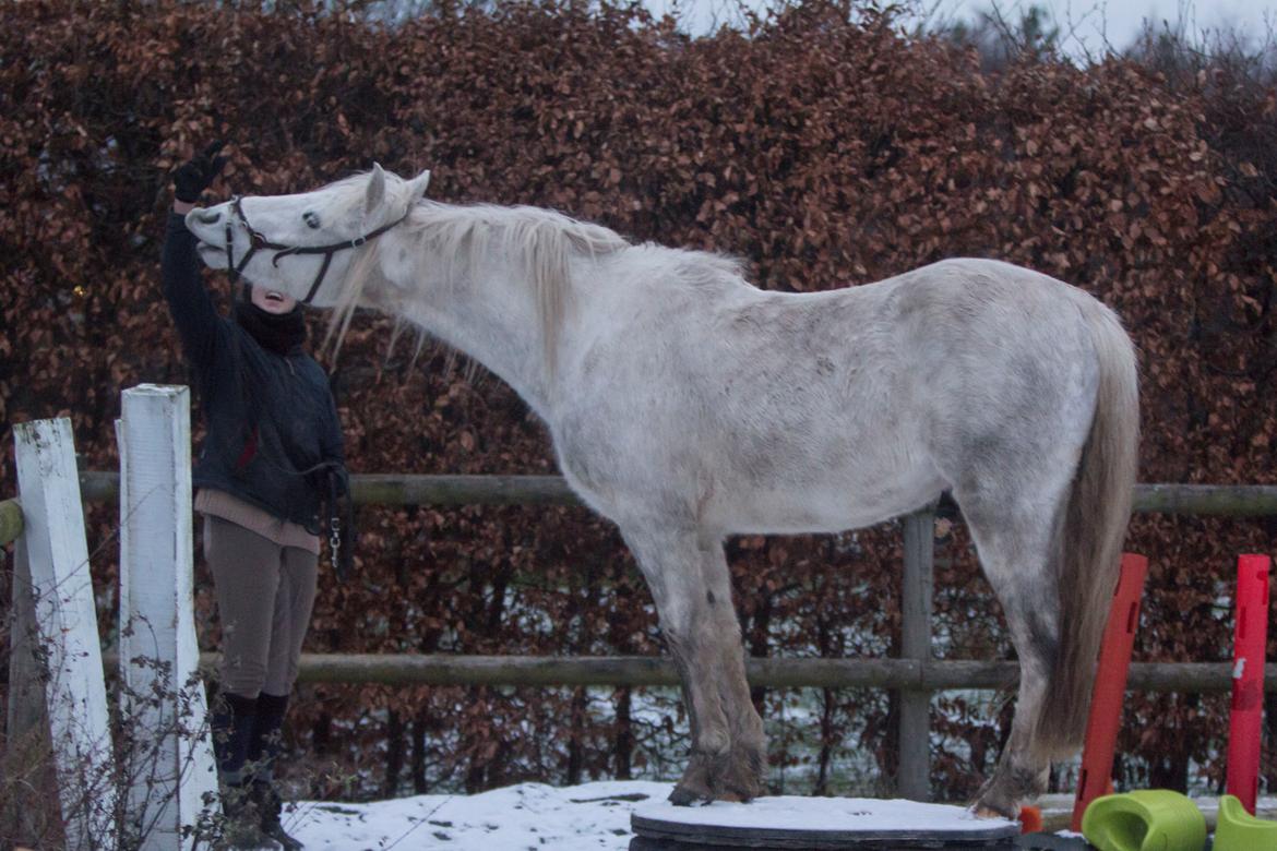 Connemara Dambækgårds Rubbin billede 17