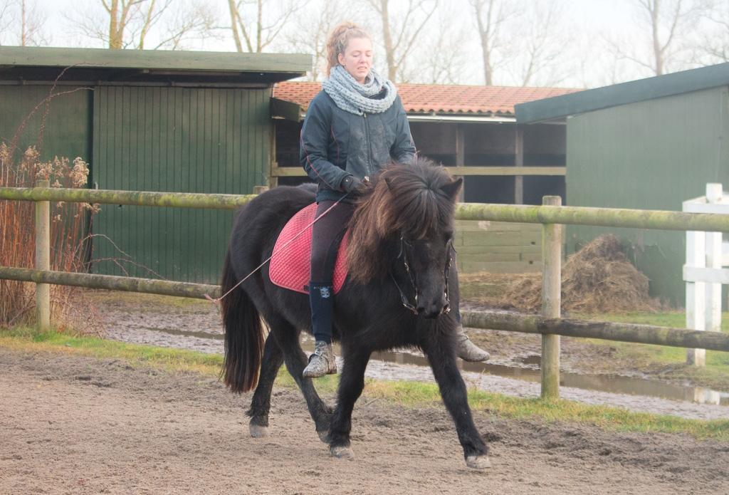 Islænder Bára fra Stiesholm [Lama] billede 18