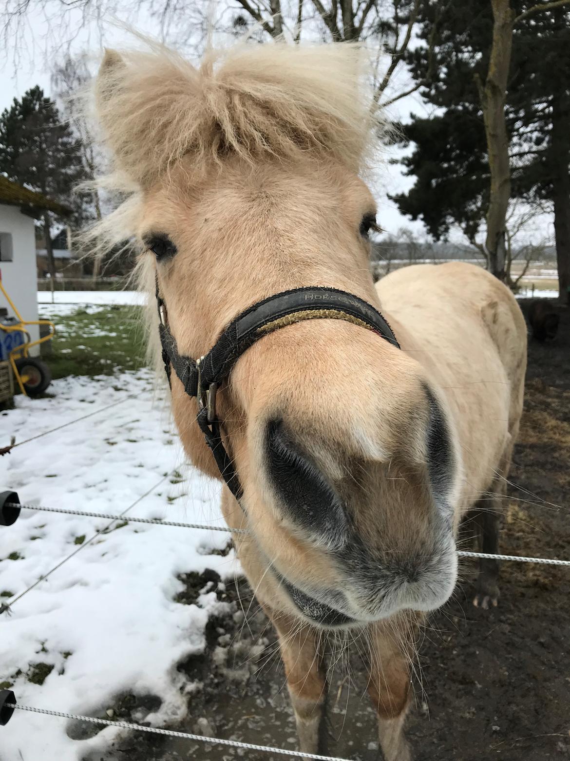 Islænder Jònina fra Isafold  billede 2