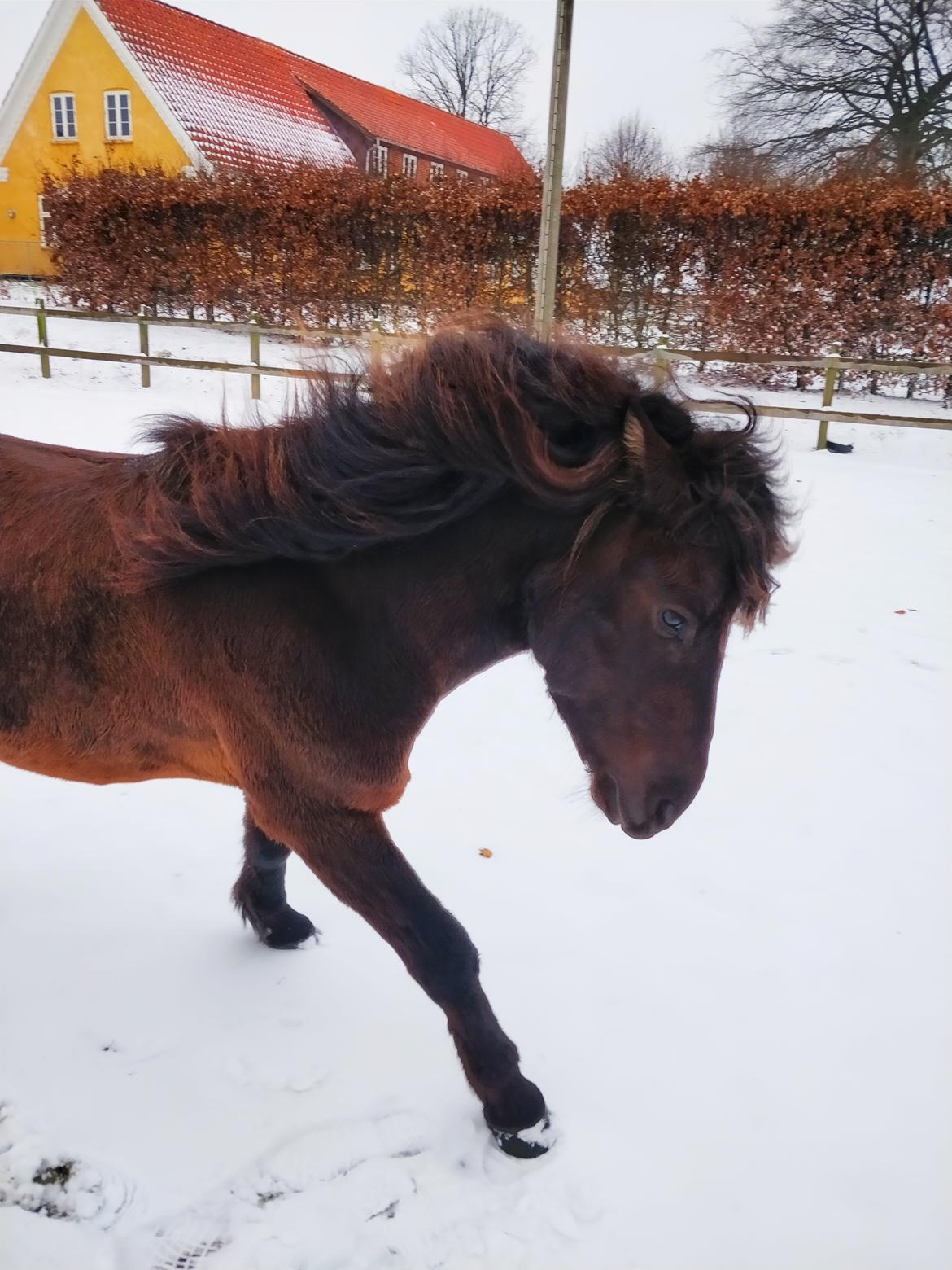 Islænder Fengur Frá Bjergesø billede 14