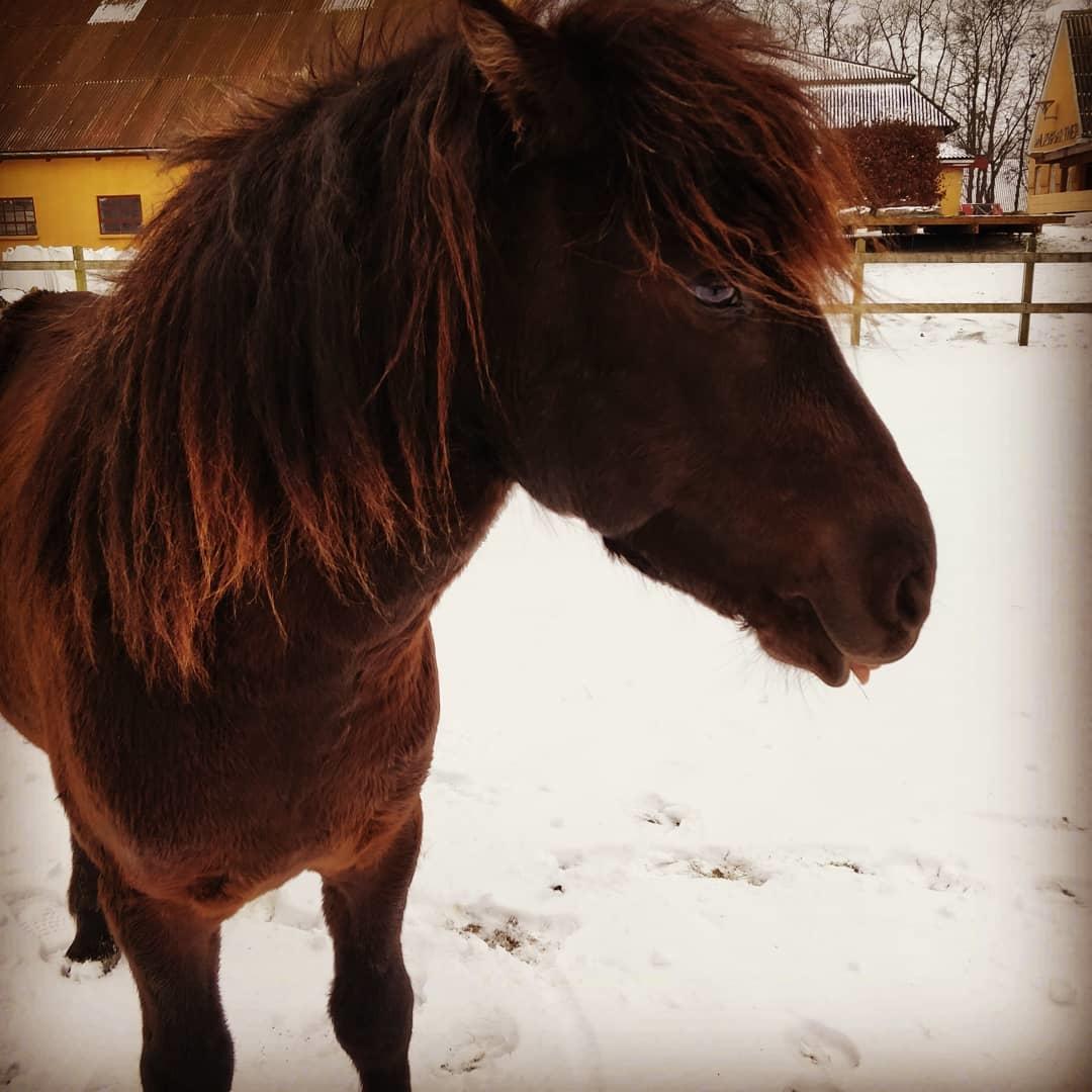 Islænder Fengur Frá Bjergesø billede 17