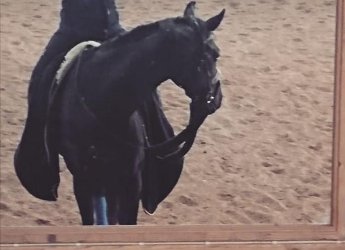 Tysk Varmblod Madita billede 4